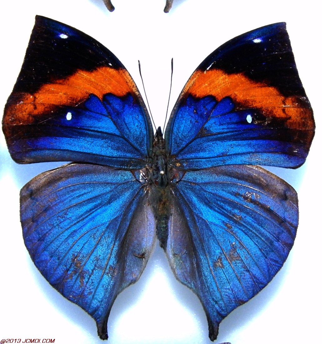 Kallima paralekta male